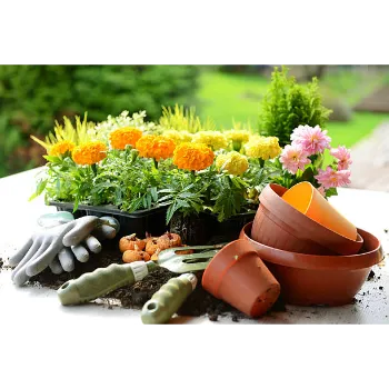 Fresh Marigold Plant
